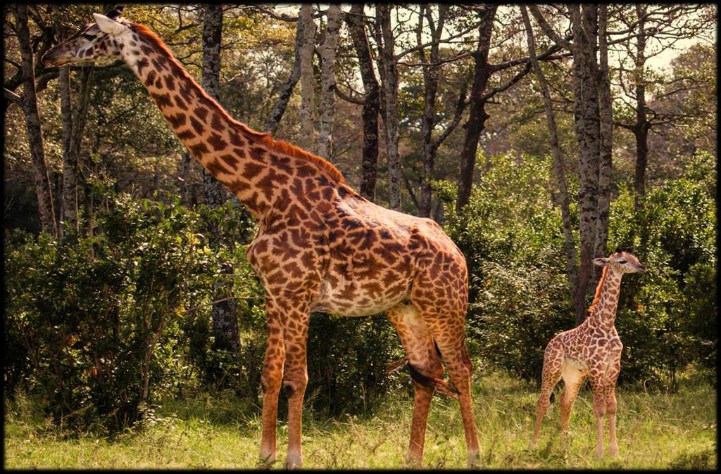 Baby giraffe is only small, but when she grows, she ll