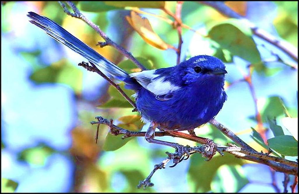 Tweet goes the bluebird, happy and free.
