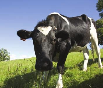 Cattle UK farmers lose more than 100 million a year to mastitis.