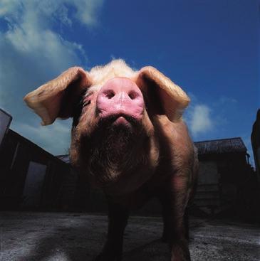 Pigs Small animals and horses BASF Cleaning and Disinfection Programme for all types of Pig Accommodation. BASF Cleaning and Disinfection Programme for Small Animal Housing and Stables.