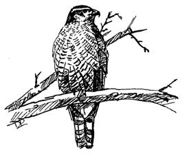 Accipiter gentilis 1. INTRODUCTION The (northern goshawk) stopped breeding regularly in Britain and Ireland in the 1880s.