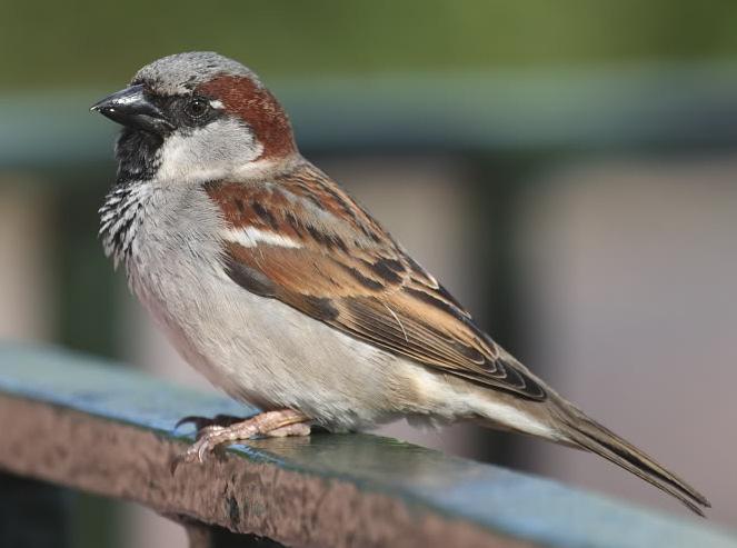 House sparrow* House sparrows have a streaked brown plumage and pale cheeks, a grey crown and a black bib.