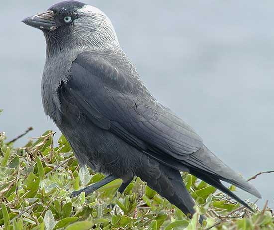 Amber listed because of major reduction in populations. Jackdaw Jackdaws are small crows with a black plumage except for a grey neck.