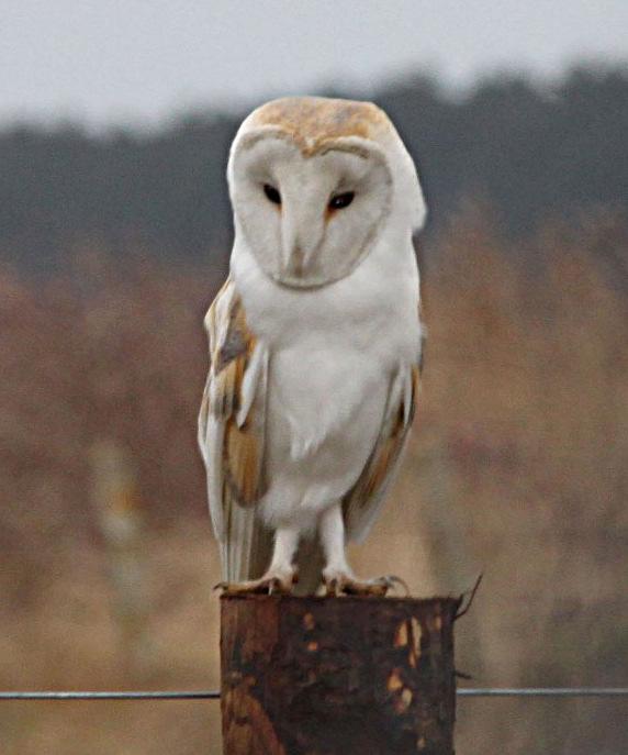 It lives on insects, nuts and seeds. Owls Britain has five owl species. The three most common species are the barn owl, tawny owl and the little owl.