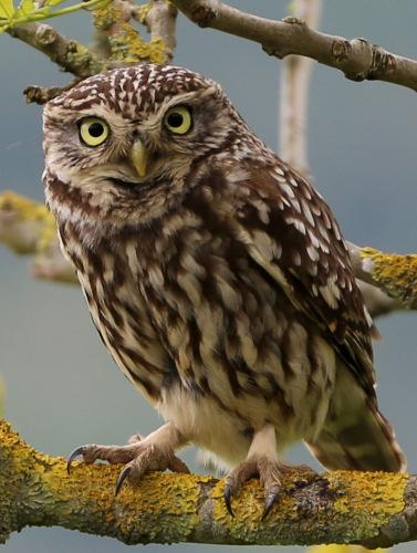 The little owl is small and dumpy in appearance and is a deep greybrown colour speckled with white.
