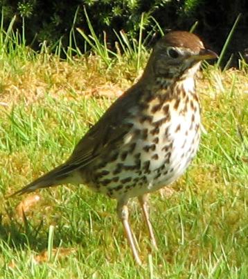 Song thrush Song thrushes have a brown coat with a white breast, speckled with brown spots and streaks.