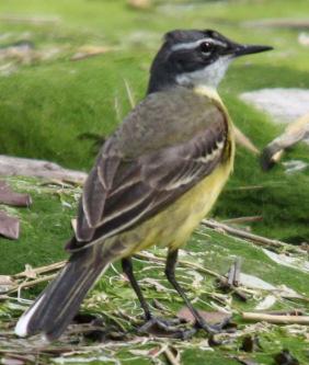 Grey wagtails have a yellow coloured underside with slate grey upperparts.