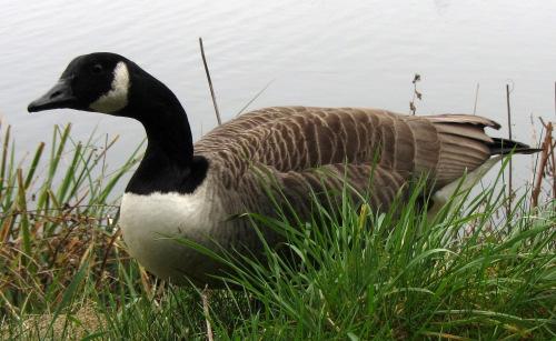 Canada goose Canada geese have a black head and neck with a white patch on the neck.