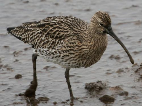 Curlew Curlews spend their winters near the coast and return to Nidderdale to breed in Spring.