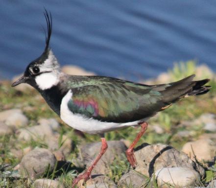 Lapwing Lapwings spend their winters near the coast and return to Nidderdale to breed in Spring.