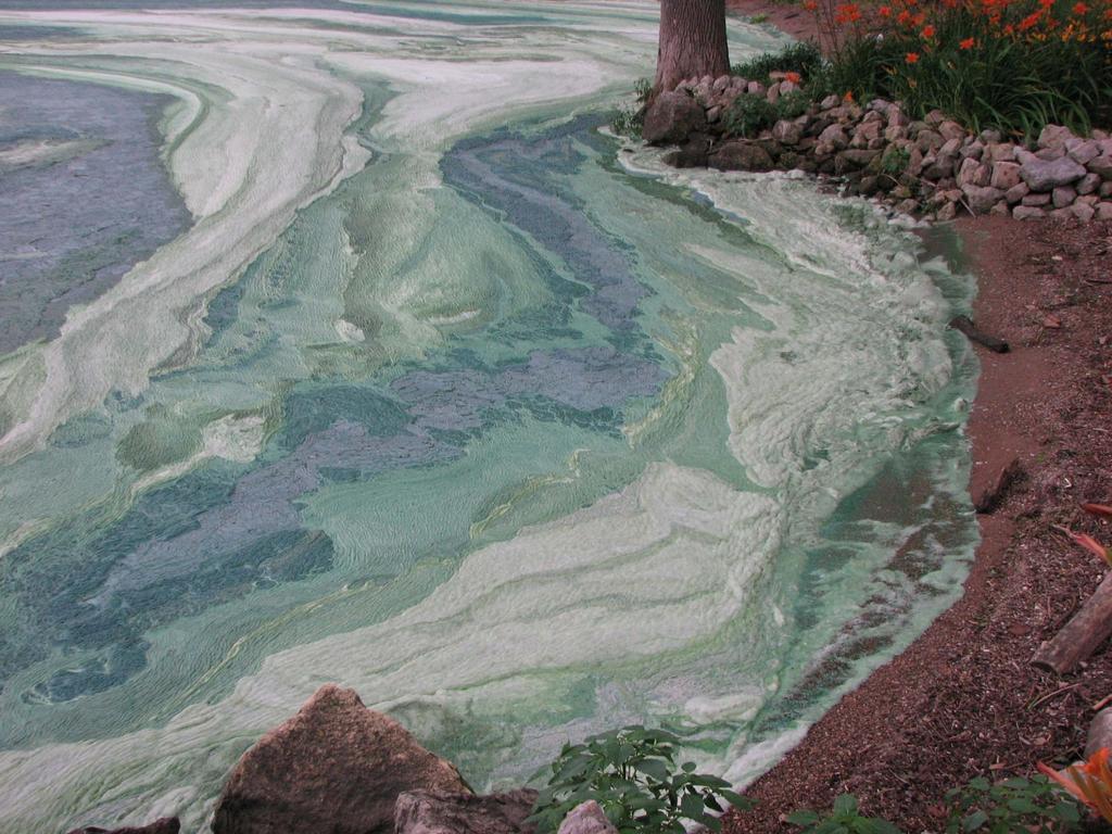 Cyanobacteria Blue-Green Algae (Part II)
