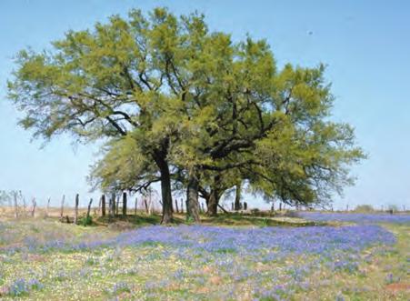 Texas Live Oak There are over 40 different species or types of oak tree in Texas. One of the larger species found all over central Texas is called the Texas Live Oak, Quercus fusiformis.