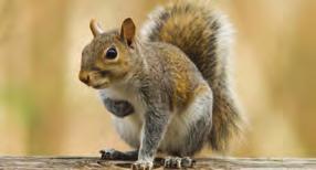In Texas there are eight species or types of squirrel including flying squirrels, ground squirrels and tree squirrels.