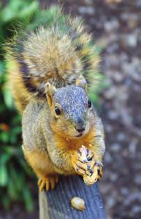 Gray squirrels are more plain in color with a pale underside and grayish Eastern Gray Squirrel 4 Squirrels will sleep in hollow trees when they are available, but will also build nests to