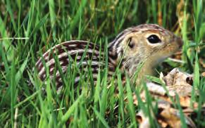 area, south to the coast. Ground squirrels Thirteen-Lined Ground Squirrel are smaller than tree squirrels, measuring about 20-30 centimeters.