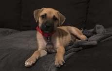 I am an adorable, yellow 8-week old male Labrador mix puppy with a little brown on my muzzle.