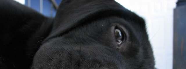 According to the President of the Los Angeles SPCA, black dogs are: the hardest to adopt out, they are in
