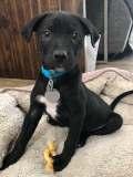 Pepper (9) Foster to Adopt *** Foster to Adopt *** Gender: Age: Weight: Male 8 weeks 6 lbs.