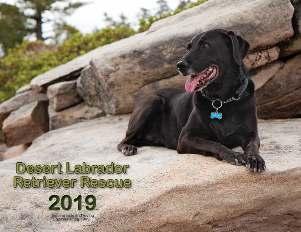 2019 DLRR CALENDAR The colorful DLRR calendar features heart-warming quotes for dog lovers, and is filled with lots of fun photos and stories of over 100 wonderful labs adopted from DLRR.