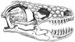Each lobe of the venom gland forms a sac with a narrowed excretory duct near its upper end. The duct empties at the base of venom-conducting teeth in the lower jaw. line the intralobular tubules.
