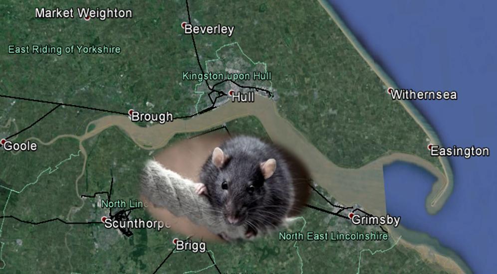 2013 UK Hantavirus Year January 2013 Single case in Humberside/ North Yorkshire, Patient with Acute Kidney Injury (AKI) Rats trapped around