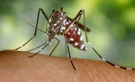 The Asian tiger mosquito,