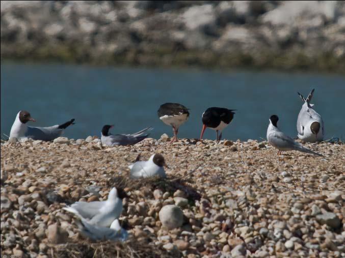 The Oystercatchers are
