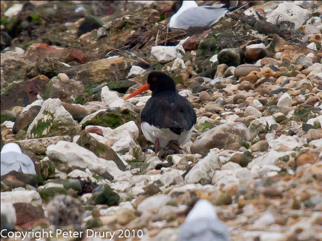 The oystercatchers have brought their chicks down to