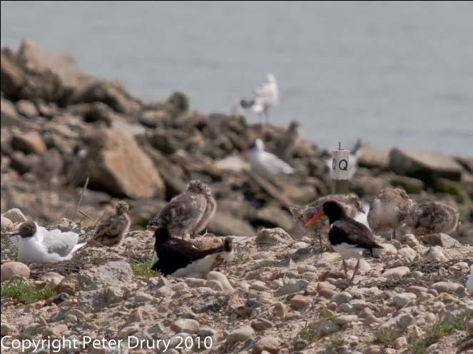 Thursday, 17 June Jason asked me to look for the Oystercatcher pair at Q on North Island.