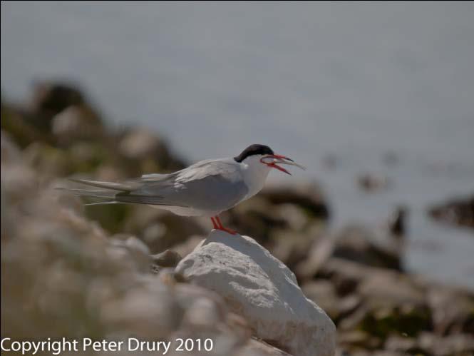 Thursday, 17 June (Continued) This Tern made several