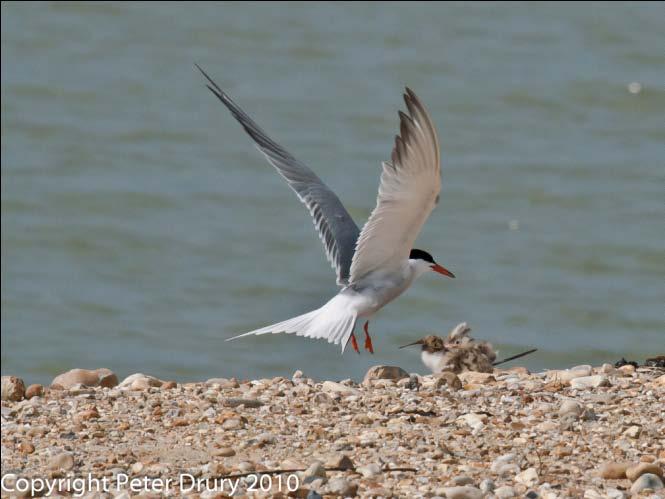 Every time a Tern flew in, returning from a fishing