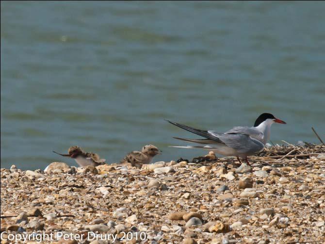 The adult Tern rarely stay long on the island.