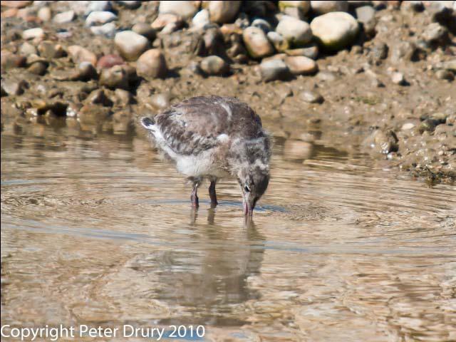 The Black-headed Gull chicks are rapidly developing and some are trying out their wings. They are not ready to take off yet but it will not be long.