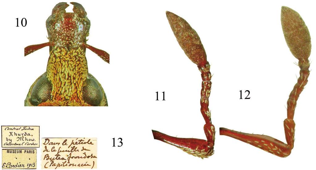 242 krystian Niedojad Diagnosis Xola seczyki sp. nov. differs from Xola notabilis Heller (Fig. 2, 4) mainly in morphology of the rostrum, pronotum and legs. Rostrum in X. seczyki (Fig.