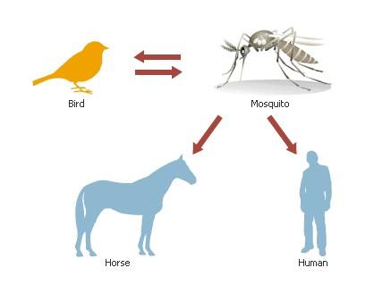 Mosquitoes can not only carry disease organisms that afflict humans, they also transmit viruses and parasites that affect animals.