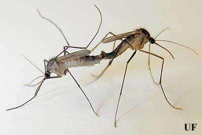 emerge Male mosquitoes die soon after mating A