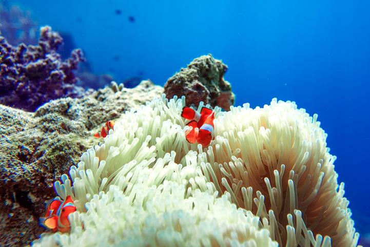 mutualism which both organisms benefit from the interaction clownfish find safety amidst the