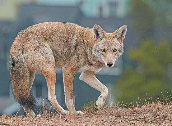 Janet Kessler didn t set out to track and learn about urban-dwelling coyotes. Rather, they found her and rather serendipitously.