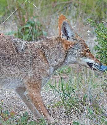 She took to long walks with her dog, and one early morning in 2007 she saw her first coyote. That meeting was thrilling and eye-opening, she says.