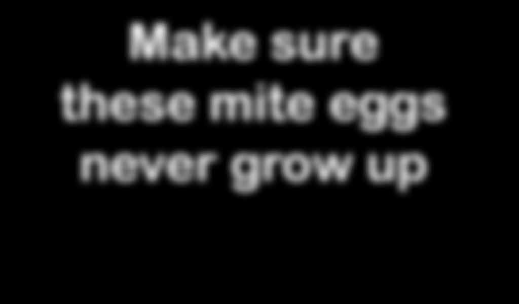 MITES Make sure these mite eggs