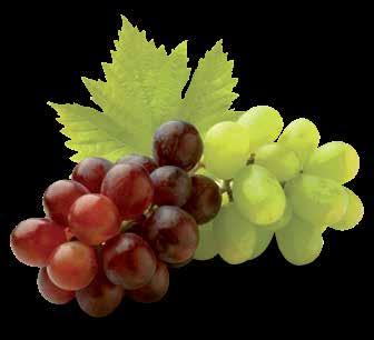 IN TABLE AND WINE GRAPES Two spotted mites in grapes generally live and feed on the underside of the leaf, and their presence is easily detected by the thin web they spin over the surface where they