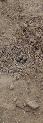 nest. We make it that way. There are other birds that make such nests. You have already seen the Redwattled Lapwing s nest... I was surprised at what the bird said.