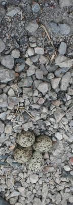 They are careful in selecting a site for their nest. The site must naturally help camouflage the nest. The bird continued, Our eggs are not shiny. They look so much like the stones around them.