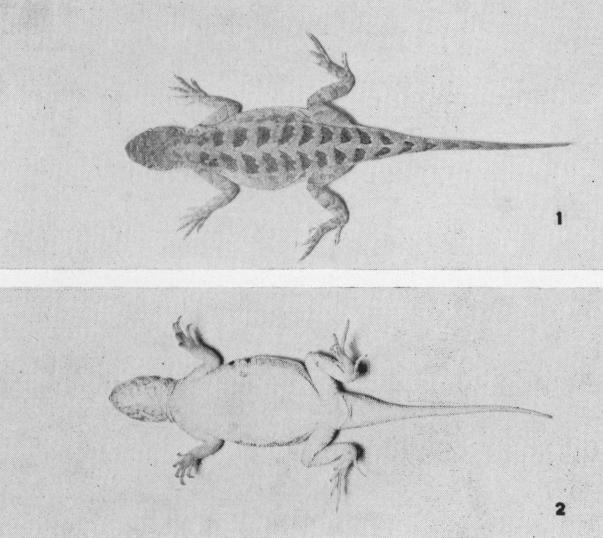 1956 Axtell: New Subspecies of Holbrookia Plate II Figure 1. Holbrookia maculata perspicua, adult female, total length 105 mm., 9 mi. s.w. Fort Worth, Tarrant Co.
