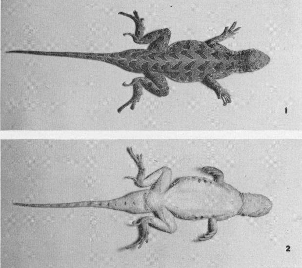1956 Axtell: New Subspecies of Holbrookia Plate II Figure 1. Holbrookia lacerata subcaudalis, holotype, adult male, total length 140.6 mm., 4.8 mi. e.n.e. Bishop, Nueces Co.