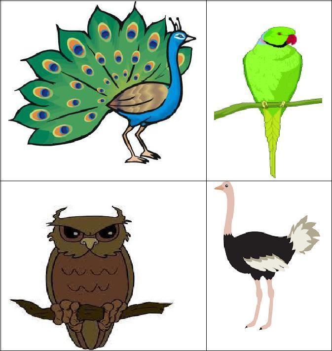 Birds Identify bird / birds who - is the National bird and can dance also can talk like man