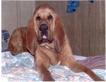 RESCUE CORNER The latter part of May I received a phone call from Chuck Stockham in Red Bluff regarding a young Black and Tan male Bloodhound who had been rescued from a shelter in Southern Oregon by