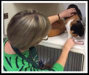 The conducted a performance audit of Multnomah County Animal Services.
