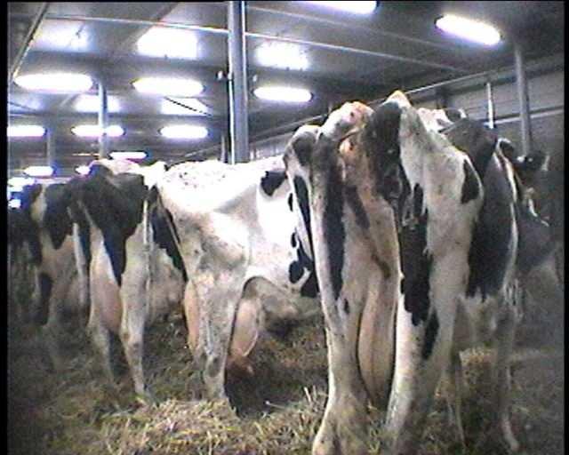 03.03.2005 ( no photos available ) 2 cows that appeared down (one was a Belgium Blue- ear tag: 2101 8964 and her trader told Animals Angels that she was really sick).