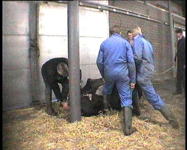 But even this does not get her up. About 10 cows had extremely large udders.